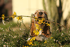 English Cocker Spaniel Puppy