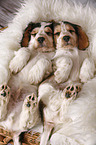 2 sleeping English Cocker Spaniel Puppies
