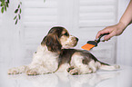 brushing an English Cocker Spaniel Puppy