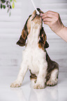 brush English Cocker Spaniel Puppy's teeth