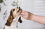 brush English Cocker Spaniel Puppy's teeth