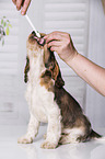 brush English Cocker Spaniel Puppy's teeth