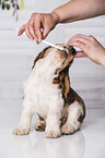 brush English Cocker Spaniel Puppy's teeth