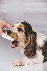 brush English Cocker Spaniel Puppy's teeth
