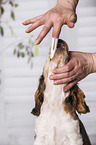 brush English Cocker Spaniel Puppy's teeth