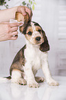 earcare at English Cocker Spaniel Puppy