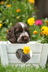 English Cocker Spaniel Puppy