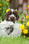 English Cocker Spaniel Puppy