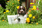 English Cocker Spaniel Puppy
