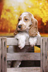 English Cocker Spaniel puppy