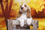 English Cocker Spaniel puppy