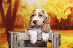 English Cocker Spaniel puppy