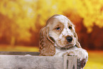 English Cocker Spaniel puppy