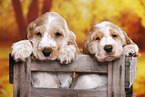 English Cocker Spaniel puppy
