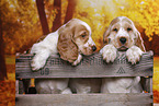 English Cocker Spaniel puppy
