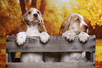 English Cocker Spaniel puppy