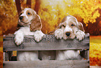 English Cocker Spaniel puppy
