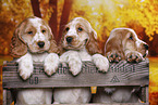 English Cocker Spaniel puppy