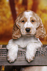 English Cocker Spaniel puppy