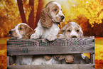 English Cocker Spaniel puppy