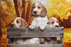 English Cocker Spaniel puppy