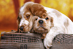 English Cocker Spaniel puppy