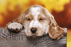 English Cocker Spaniel puppy