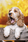 English Cocker Spaniel puppy