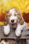 English Cocker Spaniel puppy