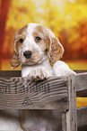 English Cocker Spaniel puppy