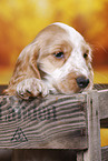 English Cocker Spaniel puppy