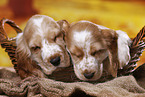 English Cocker Spaniel puppy