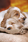 English Cocker Spaniel puppy