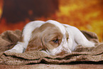 English Cocker Spaniel puppy