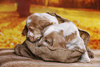 English Cocker Spaniel puppy