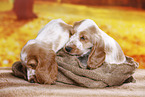 English Cocker Spaniel puppy