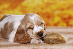 English Cocker Spaniel puppy