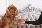English Cocker Spaniel gives paw