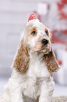 English Cocker Spaniel Puppy