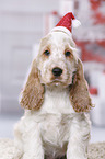 English Cocker Spaniel Puppy