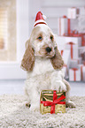 English Cocker Spaniel Puppy