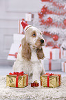 English Cocker Spaniel Puppy