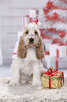English Cocker Spaniel Puppy
