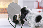 English Cocker Spaniel Puppy
