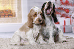 2 English Cocker Spaniel Puppies