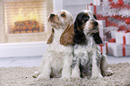 2 English Cocker Spaniel Puppies