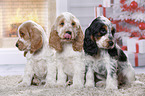 3 English Cocker Spaniel Puppies