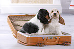 2 English Cocker Spaniel Puppies