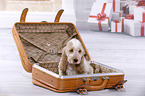 English Cocker Spaniel Puppy