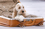 English Cocker Spaniel Puppy